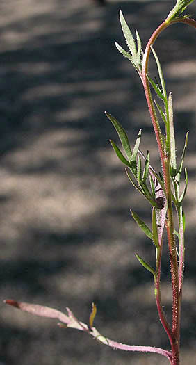 Detailed Picture 5 of Shiny Peppergrass