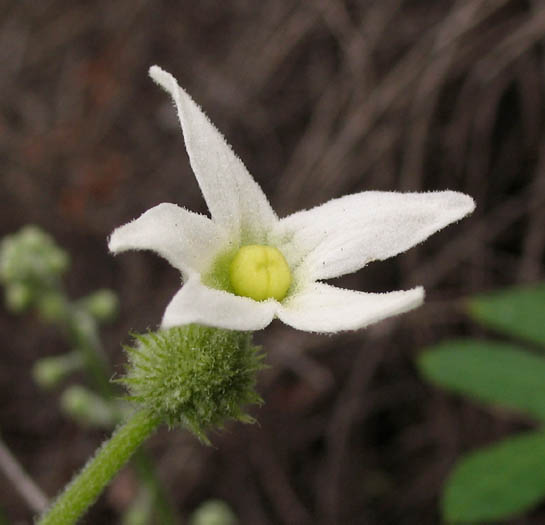 Detailed Picture 2 of Wild Cucumber