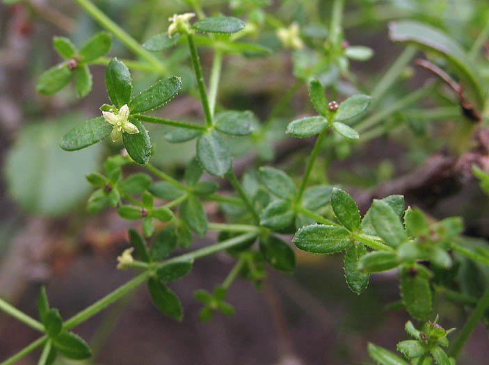 Detailed Picture 3 of Climbing Bedstraw