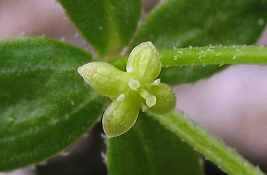 Detailed Picture 2 of Climbing Bedstraw