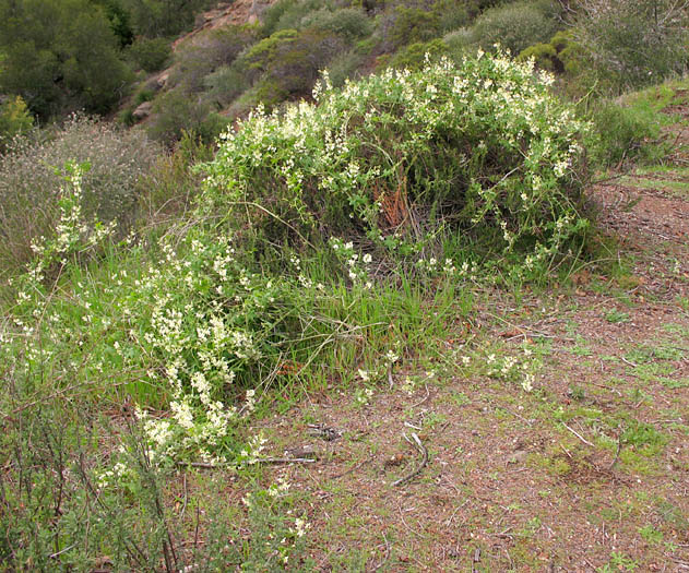 Detailed Picture 8 of Wild Cucumber