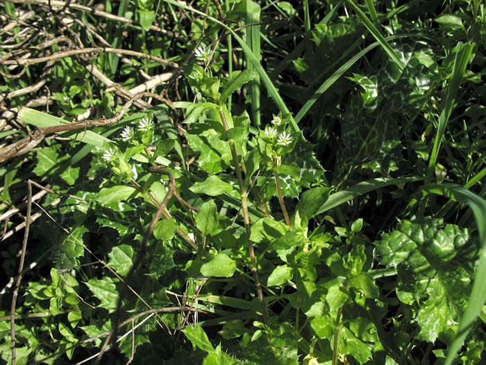 Detailed Picture 3 of Common Chickweed