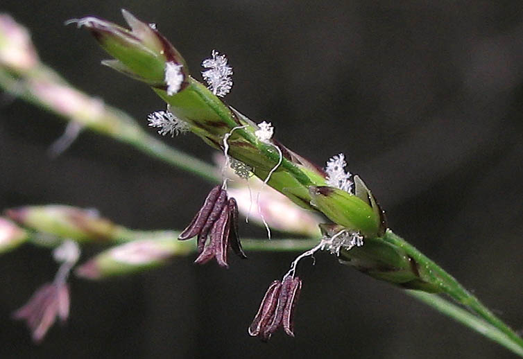 Detailed Picture 3 of Little California Melica