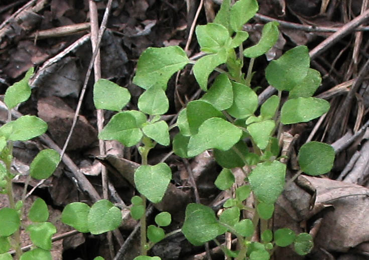 Detailed Picture 4 of Rillita Pellitory