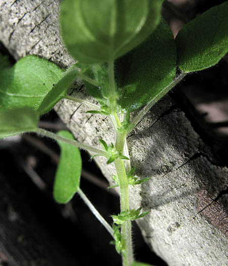 Detailed Picture 3 of Rillita Pellitory