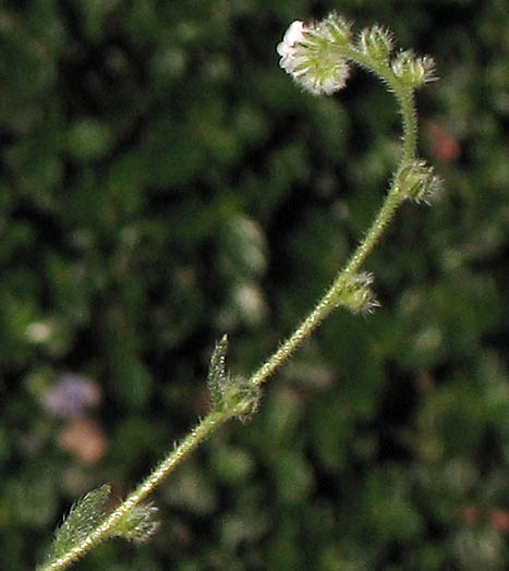 Detailed Picture 5 of San Diego Popcorn Flower