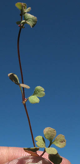 Detailed Picture 5 of Thread Stem