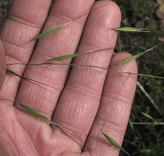 Detailed Picture 3 of Slender Wild Oats