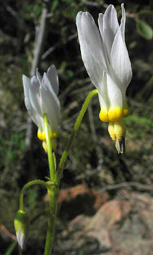 Detailed Picture 8 of Shooting Star