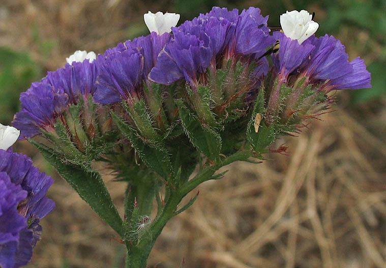 Detailed Picture 3 of Wavyleaf Sea Lavender