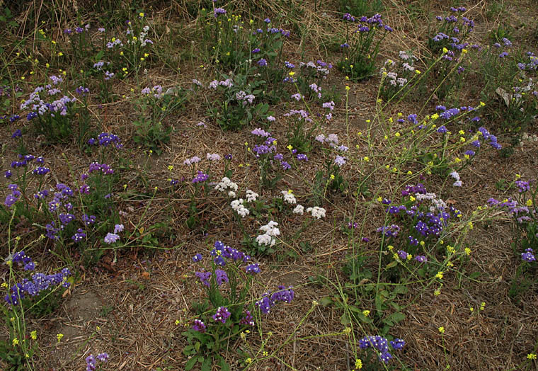 Detailed Picture 7 of Wavyleaf Sea Lavender