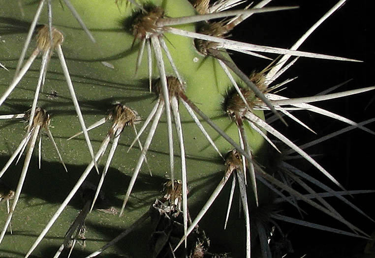 Detailed Picture 7 of Coastal Prickly Pear