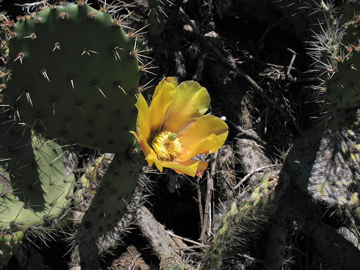 Detailed Picture 3 of Coastal Prickly Pear