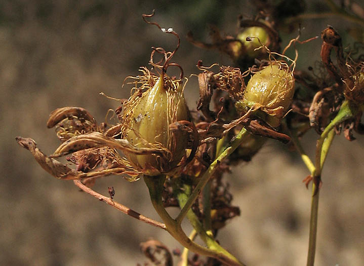 Detailed Picture 7 of St. John's Wort