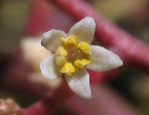 Detailed Picture 3 of Laurel Sumac