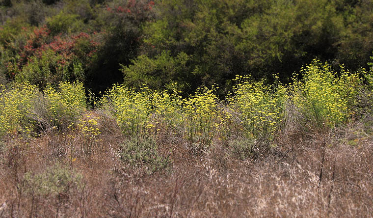 Detailed Picture 9 of Sweet Fennel