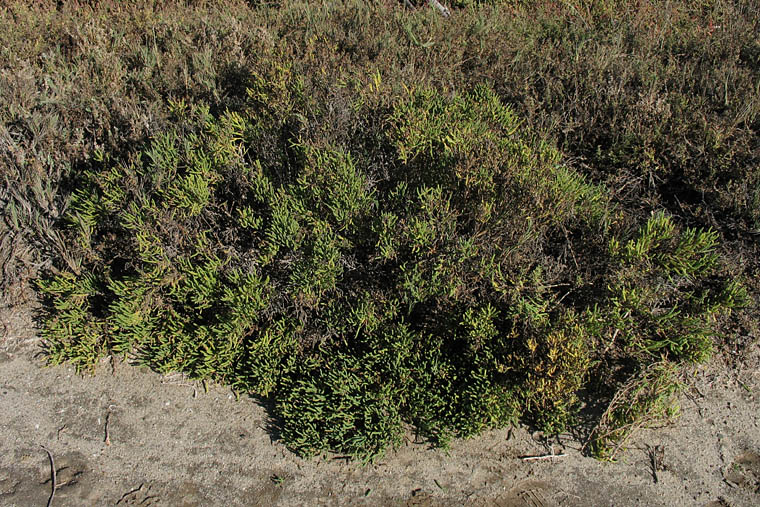 Detailed Picture 5 of Parish's glasswort