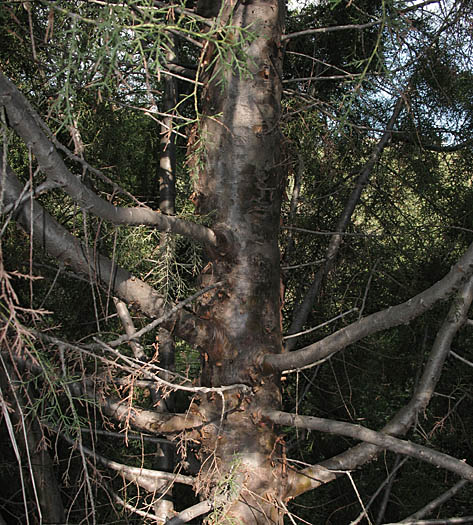 Detailed Picture 9 of Tecate Cypress