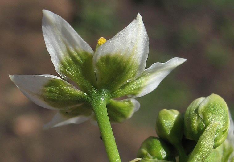 Detailed Picture 3 of Star-lily