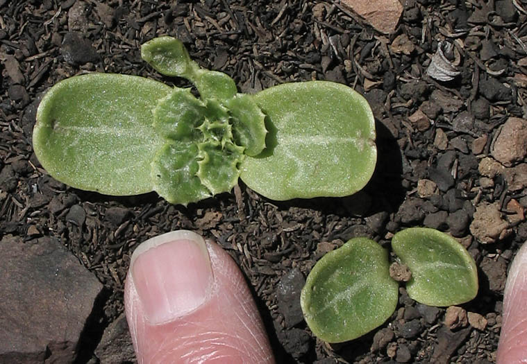 Detailed Picture 8 of Milk-thistle