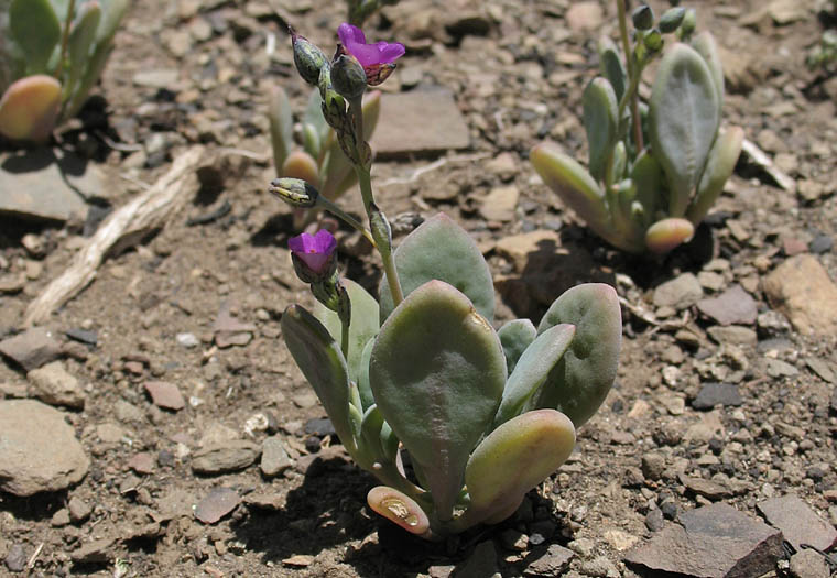 Detailed Picture 5 of Seaside Calandrinia