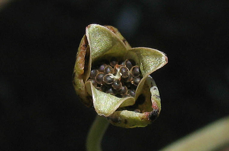 Detailed Picture 6 of Seaside Calandrinia