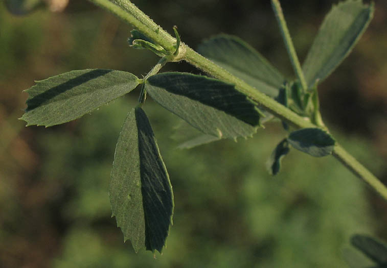 Detailed Picture 5 of Alfalfa