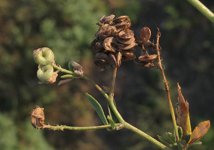 Detailed Picture 6 of Alfalfa