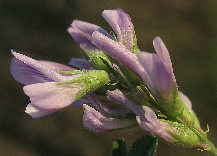 Detailed Picture 2 of Alfalfa