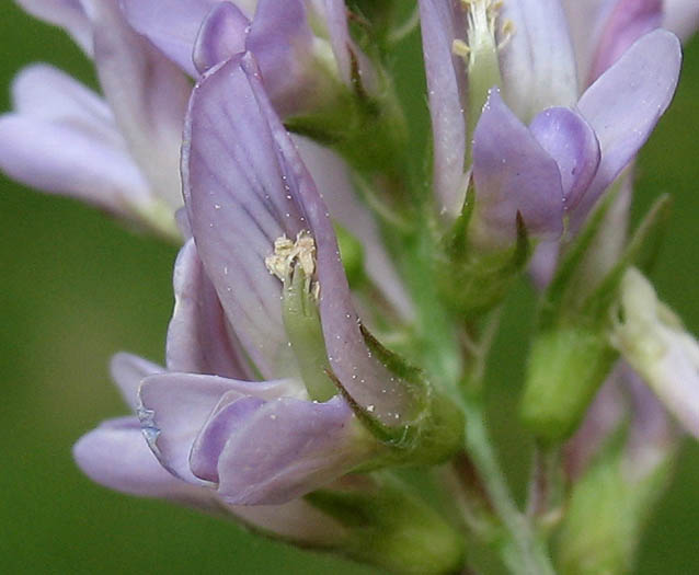 Detailed Picture 1 of Alfalfa