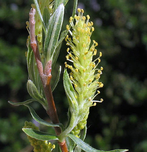 Detailed Picture 1 of Sandbar Willow