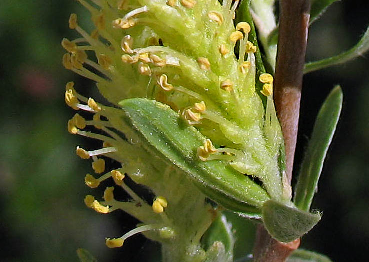 Detailed Picture 2 of Sandbar Willow