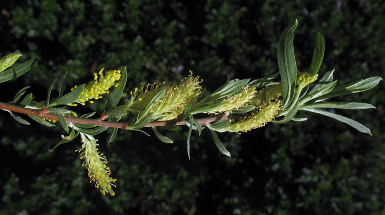 Detailed Picture 3 of Sandbar Willow