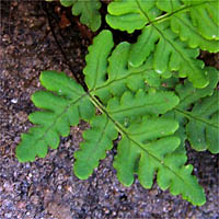 Thumbnail Picture of Goldback Fern