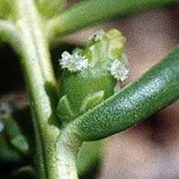 Thumbnail Picture of Saltwort