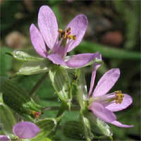 Thumbnail Picture of White-stem Filaree