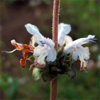 Thumbnail Picture of Black Sage