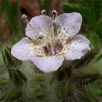 Thumbnail Picture of Caterpillar Phacelia