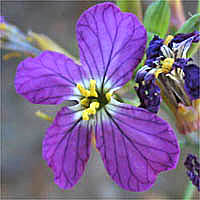 Thumbnail Picture of Wild Radish