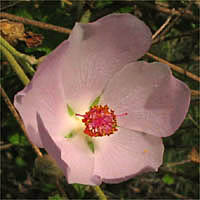 Thumbnail Picture of Bush Mallow