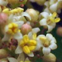 Thumbnail Picture of Laurel Sumac