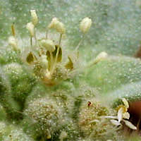 Thumbnail Picture of Turkey Mullein