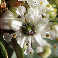 Thumbnail Picture of Wart-Stemmed Ceanothus