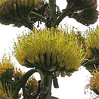Thumbnail Picture of Shaw's Agave