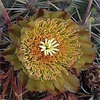 Thumbnail Picture of San Diego Barrel Cactus