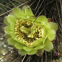 Thumbnail Picture of Golden-spined Cereus