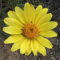 Thumbnail Picture of Sea Dahlia