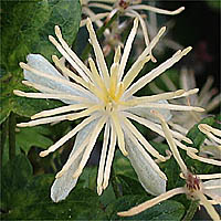 Thumbnail Picture of Ropevine Clematis