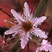 Thumbnail Picture of Fringed Spineflower