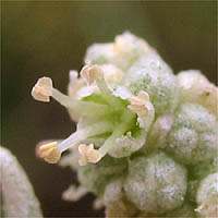 Thumbnail Picture of Watson's Saltbush